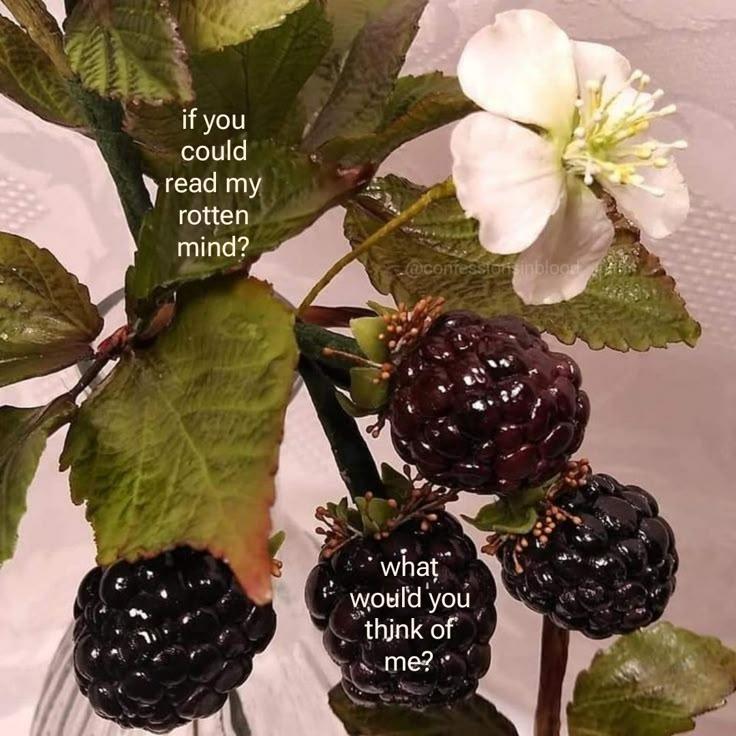 Sun-Kissed Berries: Lush Farm-Fresh Basket